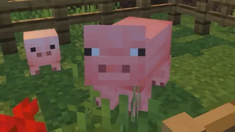 خوک‌های بازی ماینکرفت (Minecraft) در یک محوطه چمن با حصار چوبی